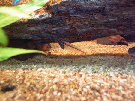 styl� le poisson...transparent